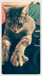 Kitty Manicure Meme Template