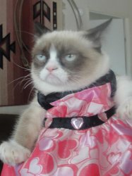 grumpy cat in a dress Meme Template