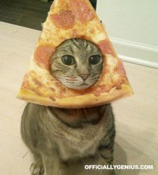 pizza cat Meme Template
