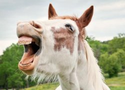 horse teeth Meme Template
