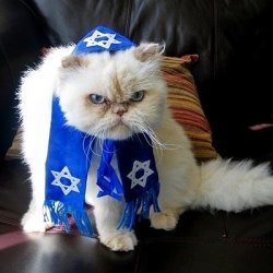 Jew Cat Meme Template