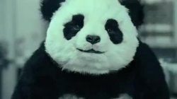 Never say no to panda Meme Template
