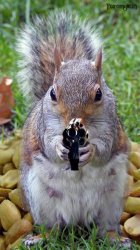 funny squirrels with guns (5) Meme Template