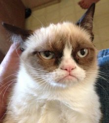 Grumpy Call Center cat Meme Template