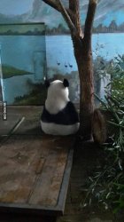 Antisocial Panda Meme Template