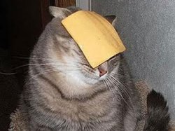 Cats with cheese Meme Template