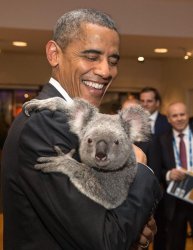 obama koala Meme Template