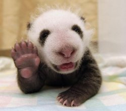 baby panda waving Meme Template