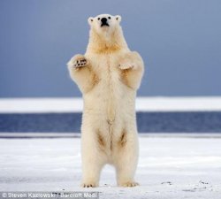 Hands Up Polar Bear Meme Template