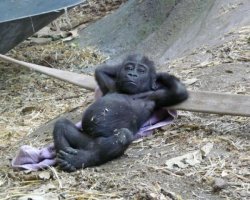 Relaxing chimp Meme Template
