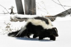 Skunk in Snow Meme Template