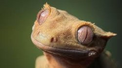 Smiling Gecko is Serious Meme Template