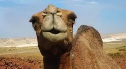 Camel Meme Template