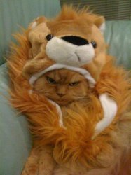 Grumpy Cat Lion King Meme Template