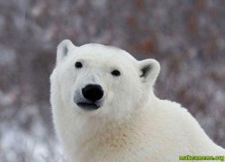 Popular Opinion Polar Bear Meme Template