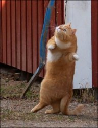 dancing cat Meme Template