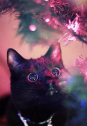 Christmas Cat Meme Template