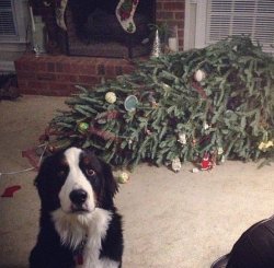 Dog Christmas Tree Meme Template