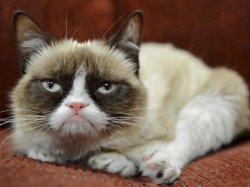 grumpy cat laying Meme Template