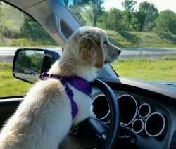 Golden Retriever Driving Meme Template