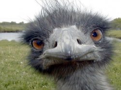 angry_emu Meme Template