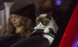 Grumpy Cat Driving Meme Template