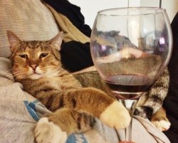 Wine Cat Meme Template