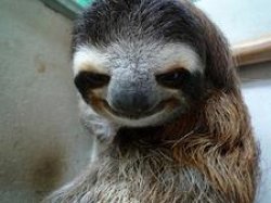 Pedo Sloth Meme Template