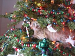 christmas tree cat Meme Template