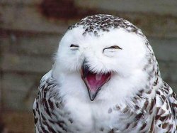owl happy Meme Template