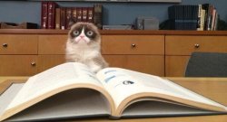 Grumpy Cat Studying Meme Template
