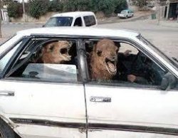 Camels In Car Meme Template