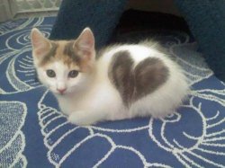 cute cat heart Meme Template