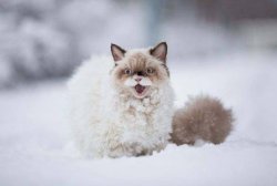 Snow Cat Meme Template