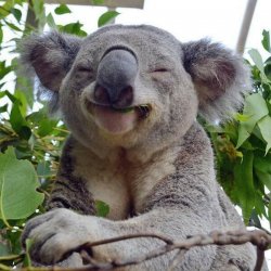 Smiling Koala Meme Template