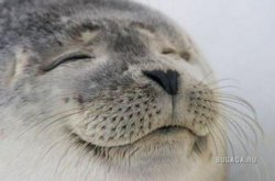 Happy Seal Meme Template