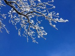 winter tree limb with snow Meme Template