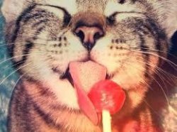 Cat Lollipop Meme Template