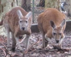 Kangaroos Meme Template