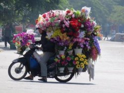 mopedflowers Meme Template