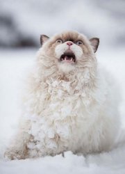Snow Cat Meme Template