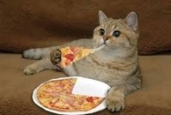 cat eats pizza Meme Template
