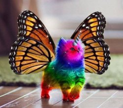 Rainbow Kitten Meme Template