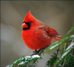 Gaycardinal Meme Template