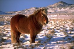 Icelandic Horse Meme Template