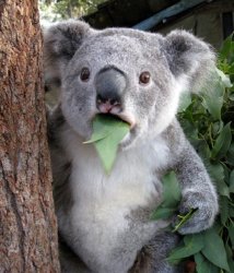 surprised koala is surprised Meme Template