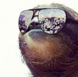 Cool Sloth Meme Template