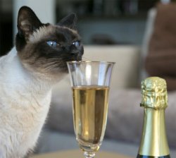 cat with champagne flute Meme Template