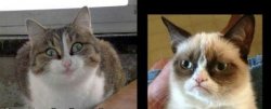 grumpy cat and high cat Meme Template