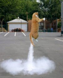 Rocket cat Meme Template